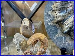 Ammonite Dinosaur Fossil Home Decor Wall Display Pirate Gold Coins Jurassic