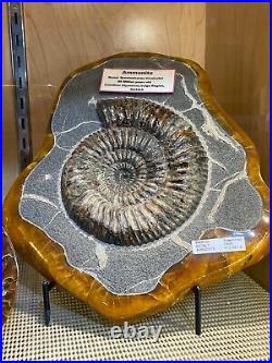 Ammonite Display Dinosaur Fossil Home Decor Wall Pirate Gold Coins Jurassic