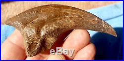 Anzu Wyliei Claw Dinosaur Fossil Cretaceous Pirate Gold Coins Jurassic Raptor