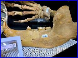 Cave Bear Jaw Skeleton Authentic Dinosaur Bones Fossil Pirate Gold Coins Treasur