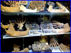 Cave Bear Jaw Skeleton Authentic Dinosaur Bones Fossil Pirate Gold Coins Treasur