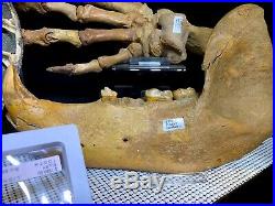 Cave Bear Jaw Skeleton Authentic Dinosaur Bones Fossil Pirate Gold Coins Treasur