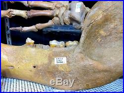 Cave Bear Jaw Skeleton Authentic Dinosaur Bones Fossil Pirate Gold Coins Treasur
