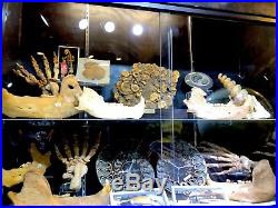 Cave Bear Jaw Skeleton Authentic Dinosaur Bones Fossil Pirate Gold Coins Treasur