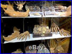 Cave Bear Jaw Skeleton Authentic Dinosaur Bones Fossil Pirate Gold Coins Treasur