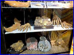 Cave Bear Jaw Skeleton Authentic Dinosaur Bones Fossil Pirate Gold Coins Treasur