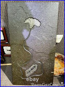 Crinoids Home Decor Wall Display Dinosaur Fossil Pirate Gold Coins Jurassic