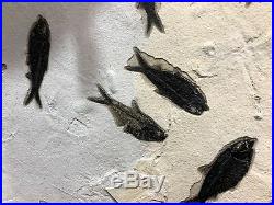 Fish Fossil Home Decor Wall Display Dinosaur Fossil Pirate Gold Coins Jurassic