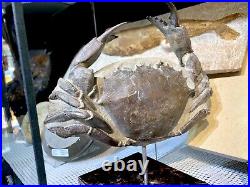 Fossilized Crab Home Decor Display Dinosaur Fossil Pirate Gold Coins Jurassic