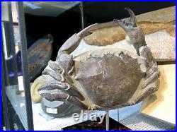 Fossilized Crab Home Decor Display Dinosaur Fossil Pirate Gold Coins Jurassic