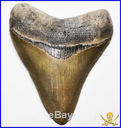 Megalodon Tooth 3.25 Inches Fossil Pirate Gold Coins Treasures Of The Jurassic
