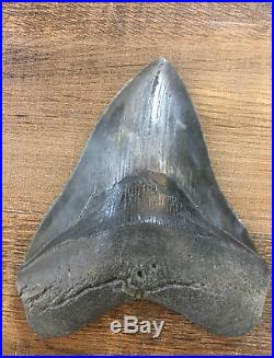 Megalodon Tooth 5.5 Inches Fossil Pirate Gold Coins Treasures Of The Jurassic