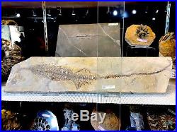 Mesosaurus Lizard Dinosaur Fossil Treasures Of The Jurassic Pirate Gold Coin