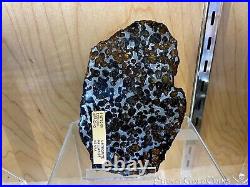 Meteorite Pallasite Wall Display Home Decor Pirate Gold Coins Meteor Space