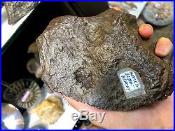Meteorite Pirate Gold Coins Treasures Of Space Meteor Crater Artifact