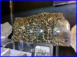 Meteorite Slice Pallasite Russia Pirate Gold Coins Treasures Space Meteor