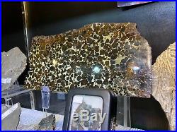 Meteorite Slice Pallasite Russia Pirate Gold Coins Treasures Space Meteor
