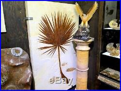 Palm Leaf With Fish Fossil Home Decor Pirate Gold Coins Treasures Of Jurassic