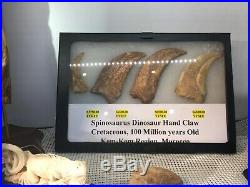 Spinosaurus Dinosaur Hand Claws (4) Fossil Pirate Gold Coins Jurassic Treasures