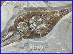 Stingray Wall Display Dinosaur Fossil Home Decor Pirate Gold Coins Jurassic