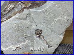 Stingray Wall Display Dinosaur Fossil Home Decor Pirate Gold Coins Jurassic